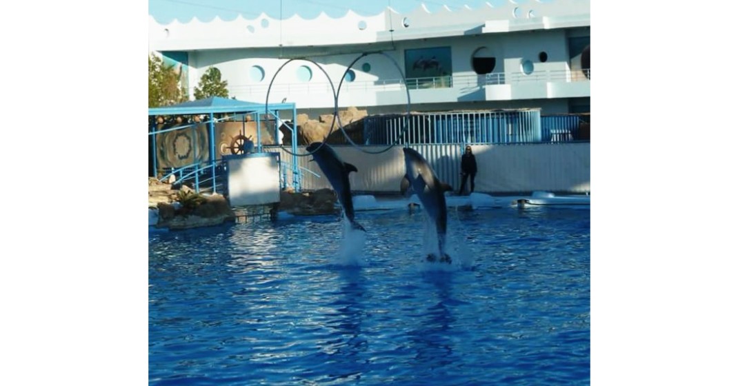 hurghada delfinarium 