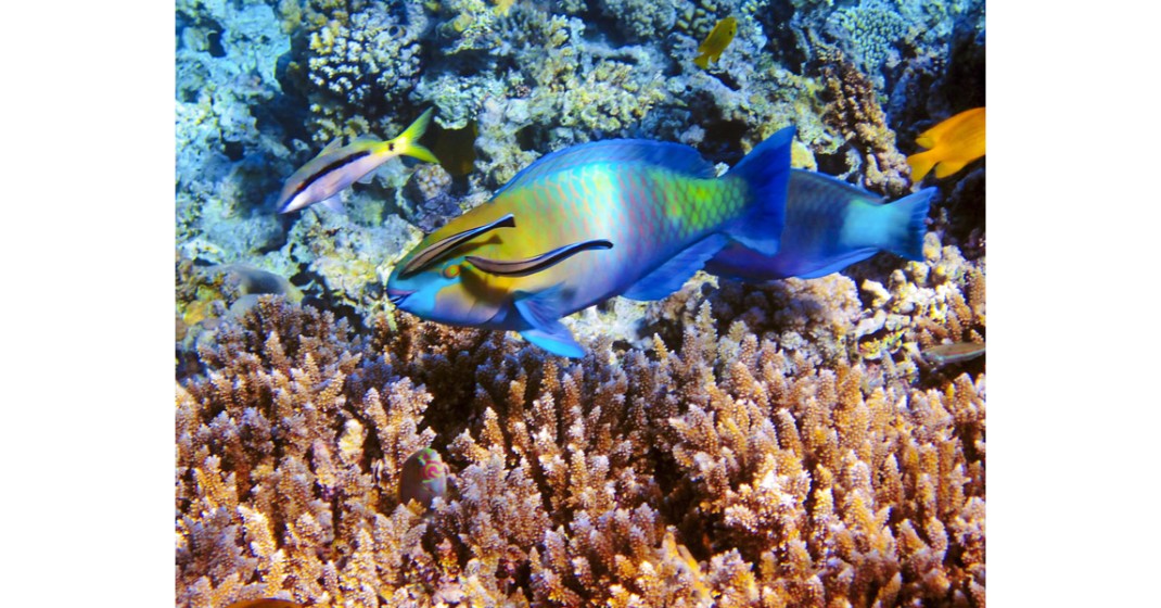 Wycieczka na Łódź ze szklanym dnem Hurghada 