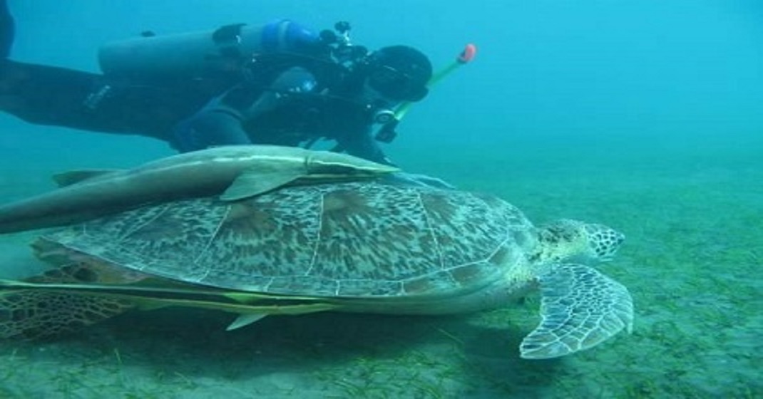 Excursion to Abu Dabbab in Marsa Alam 