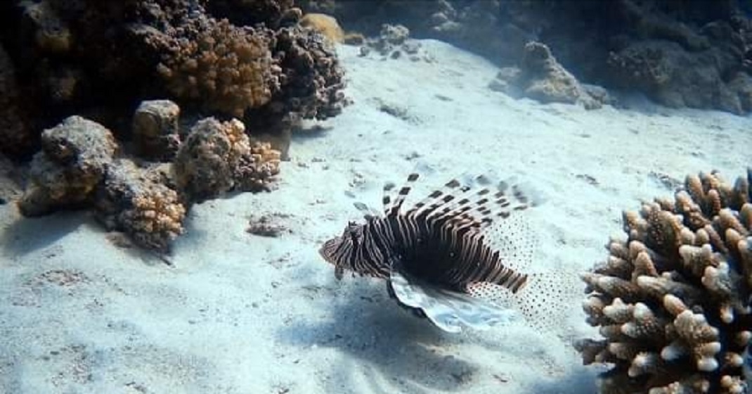 Hamata Qulaan Islands in Marsa Alam 